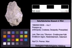 Foto (Objekt + Etiketten) von Prosopon sp. (NHMW-GEO-1990-0041-0038)